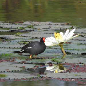 Resultados del Censo Neotropical de Aves Acuáticas-CNAA  