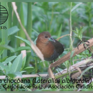 Entre Manglares y Ciénagas del Caribe: Retazos de una Libreta de Campo