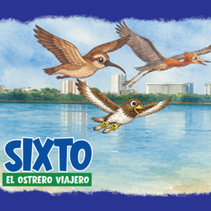 Sixto el ostrero viajero