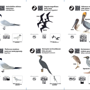 Entre playas y manglares – Guía de aves acuáticas de Tumaco