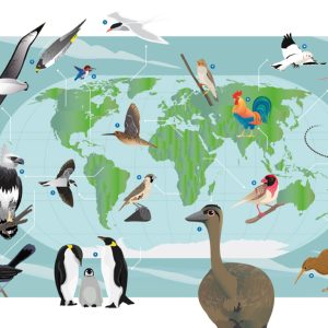 Casi la mitad de las especies de aves están en declive y una de cada ocho está en peligro de extinción