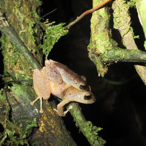 ¿Sabes qué es un área protegida?