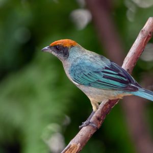 Descubriendo las aves de Cali desde mi ventana