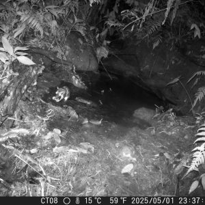 La chucha de agua desde la mirada de las cámaras trampa