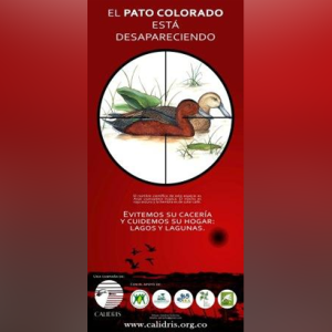 El Pato Colorado está Desapareciendo