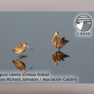 Conteos de aves playeras en la ruta del Pacífico americano.