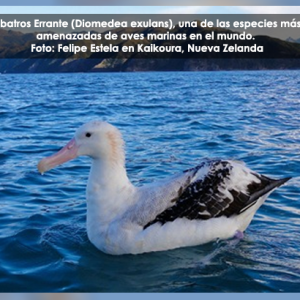 El Atlas Electrónico de las Aves Marinas del Mundo