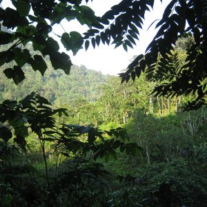 Conservando los hábitats de la Reinita de Canadá en Colombia