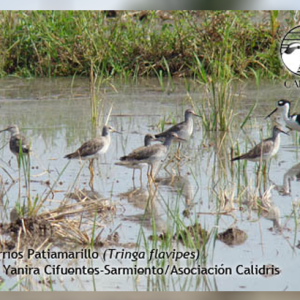 Andarríos Patiamarillo (Tringa flavipes)