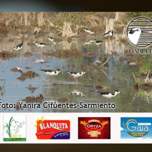 La Iniciativa “Las Alas del Arroz” Sigue tomando vuelo