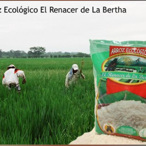 Arroceros en el Valle del Cauca amigos del medio ambiente