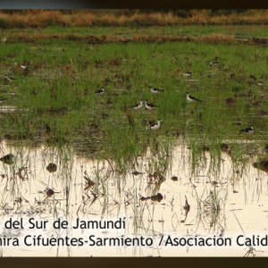 Buscan que arrozales sean amigables con las aves