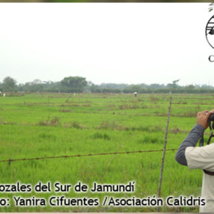 Participa en el Censo Neotropical de Aves Acuáticas, Febrero de 2012