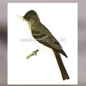 Atrapamoscas Oriental