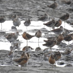 Sensores remotos para estudiar hábitats de aves playeras