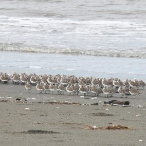 Atento, en esa bandada podría haber aves marcadas