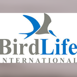 Calidris colaborador oficial de BirdLife en Colombia.