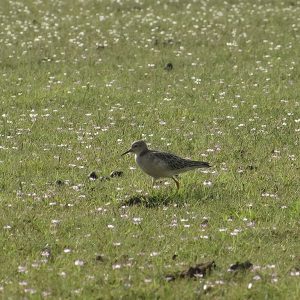 Orinoquia: región clave para el Correlimos escamado