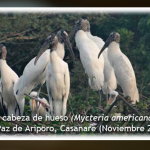 El llamado de la Orinoquia: La crisis ambiental del Casanare y el modelo de intervención en los Llanos Orientales de Colombia.