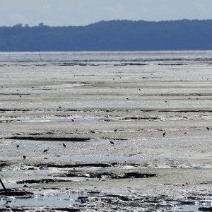 Tringa, un software para conteo automático de aves