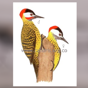 Carpintero Buchipecoso