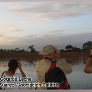Vuelve a Registrarse el Pato Brasilero en los Humedales del Valle del Cauca