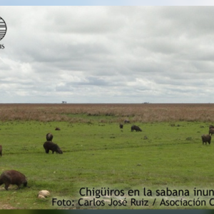 Un Paseo por la Sabana Inundable