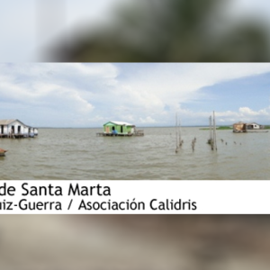 Ciénaga Grande adentro