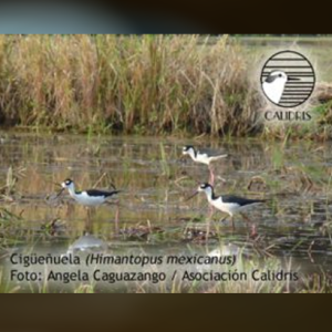 Una alianza de conservación, la solución para aves