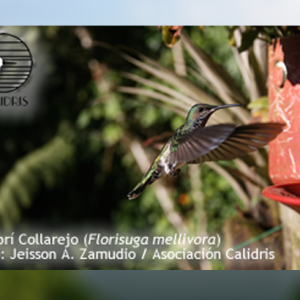 Colibrí Collarejo