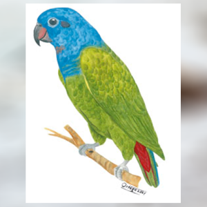 Cotorra Cheja, Lorito Cabeciazul