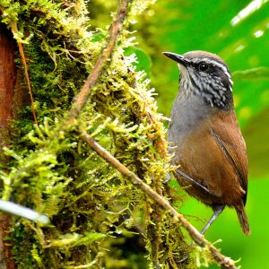 Participación: la estrategia para conservar aves amenazadas