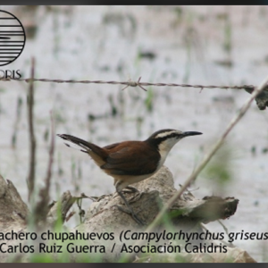 Las aves de Barranquilla tienen una cosa que maravilla…