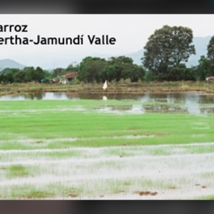 Día del Arroz Ecológico