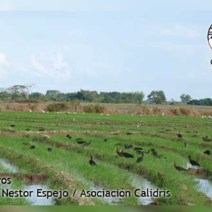 Un Buen Plato de Arroz y Algo Más…