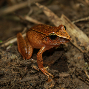 La Asociación Calidris aporta al Sistema de Información Biológica de Colombia (SIB) 