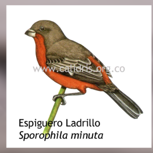 Espiguero Ladrillo