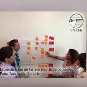 Expertos de las Américas de aves playeras se reúnen en Panamá