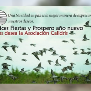 Felices Fiestas y Prospero Año Nuevo