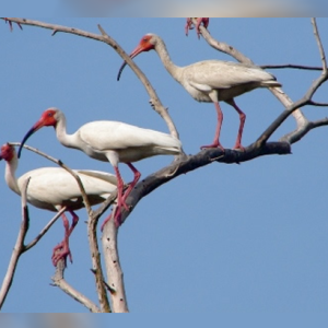 …Porque cada Ave Cuenta: Travesía Caribe Colombiano Mucho por Contar 2012