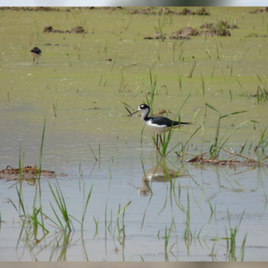 Un Paso que Culmina pero uno Nuevo que Dar
