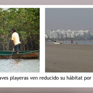 Una alianza que se fortalece: Hábitats para aves playeras en la ruta del Pacífico