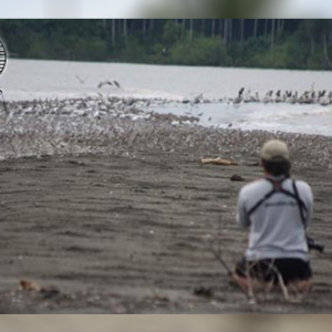 Algunos secretos revelados de los playerólogos – Gente que estudia las aves playeras