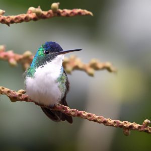 Una apuesta por la conservación y la sostenibilidad