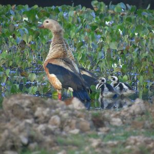 El moriche y el carretero