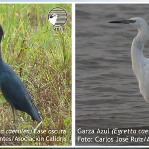 Garza Azul (Egretta caerulea)