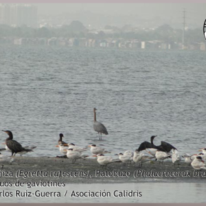 Se realizó con éxito el I Bioconteo en Cartagena