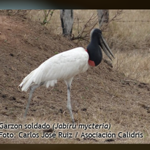 Atravesando el Orinoco a vuelo de pájaro