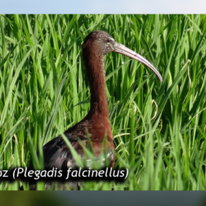 Balance CNAA – valle geográfico del río Cauca, Julio de 2014