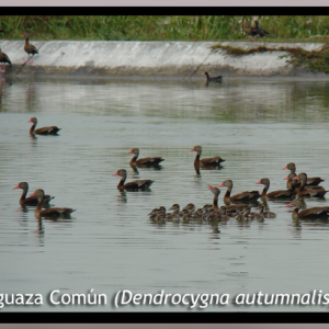 Censo Neotropical de Aves Acuáticas 2014